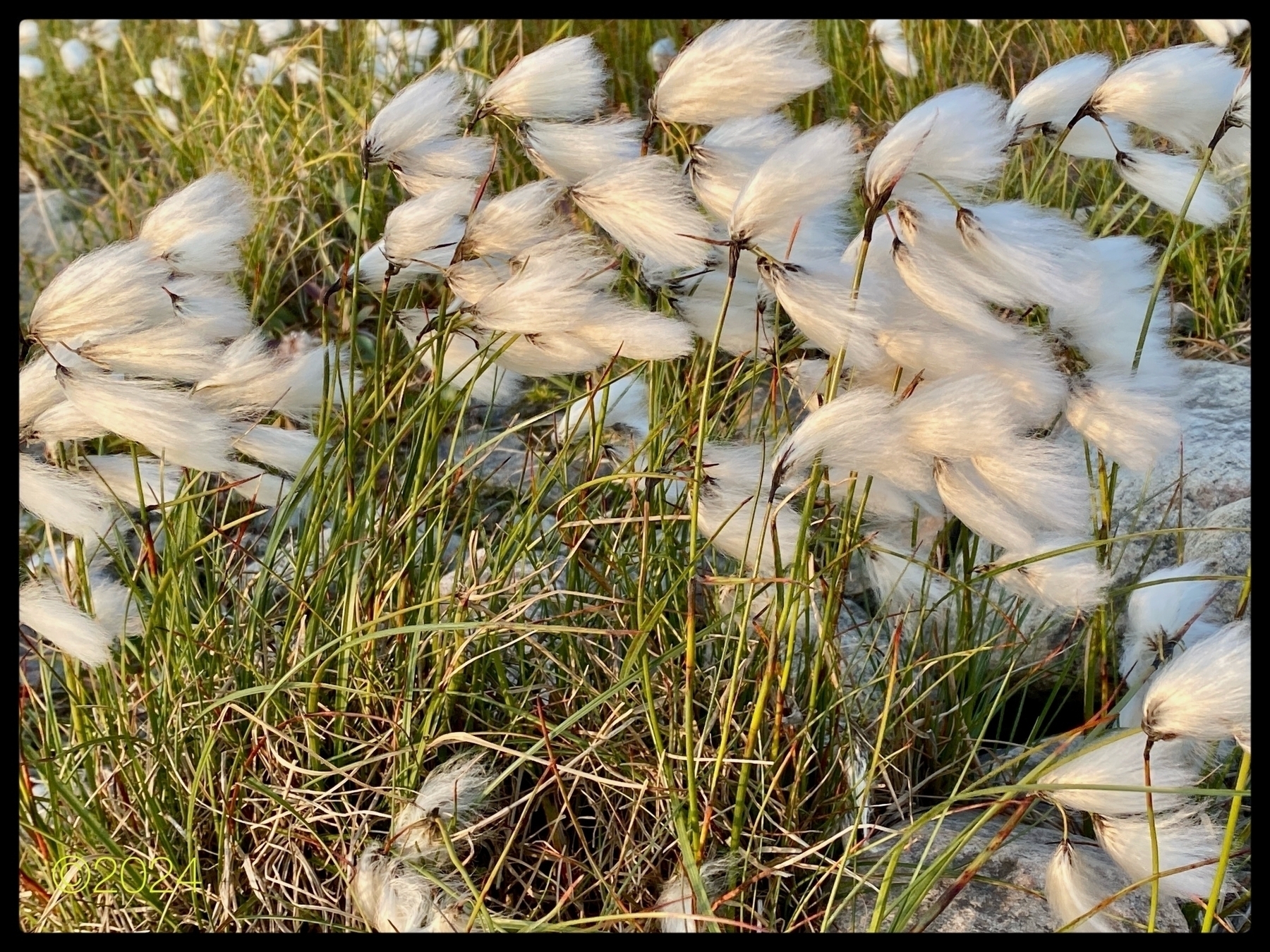 Soft, white cottongrass blown horizontal amidst the grass.